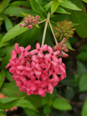 花1