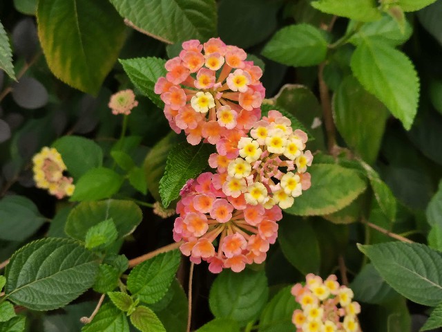 花2