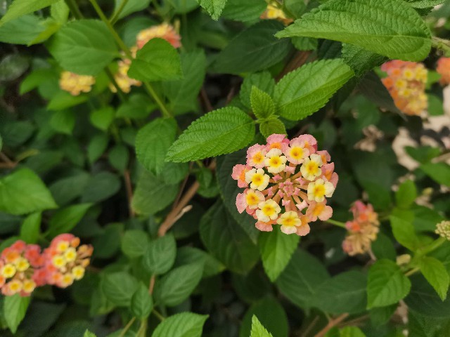 花3