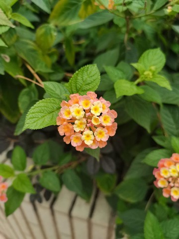 花4